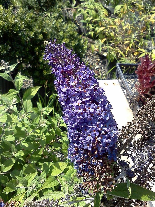 of children curiosity and creating a new generation of earth stewards, flowers, gardening, Butterfly bush comes in a gazillion colors now sure to please any palette
