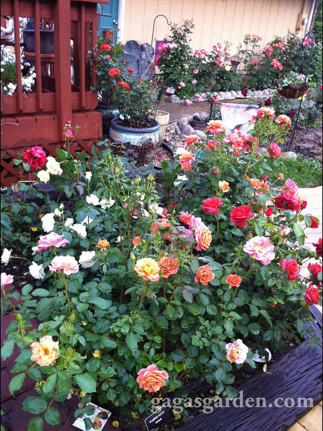 planning a wine and rose tour, container gardening, gardening, Spring Rose Garden Bloom