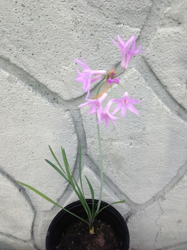plant identification, gardening