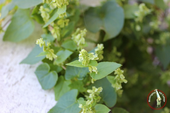 algum sabe como se chama essa videira selvagem, Close up de folhas e flores