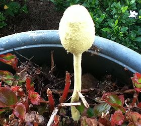mushroom, gardening
