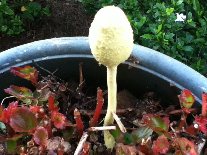 mushroom, gardening