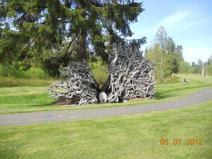 trees at port ludlow golf course wa, landscape