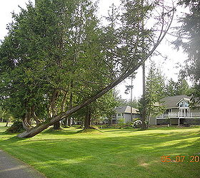 trees at port ludlow golf course wa, landscape