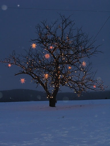 Relatively Wrap Lights Around Tree Uk66 Roccommunity Very Best How To Wrap Lights Around Trees Hometalk Rl39