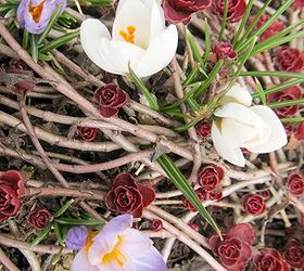 finally spring blooms, gardening, White and purple crocus blooming among the sedum