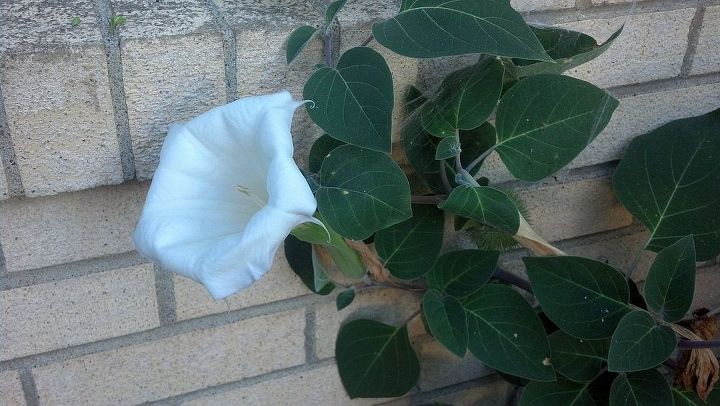 what is this flower bush, flowers, gardening
