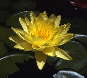 our fave five aquatic plants for the pond, flowers, gardening, outdoor living, Joey Tomocik is a great performing waterlily with up to 6 blooms on one plant
