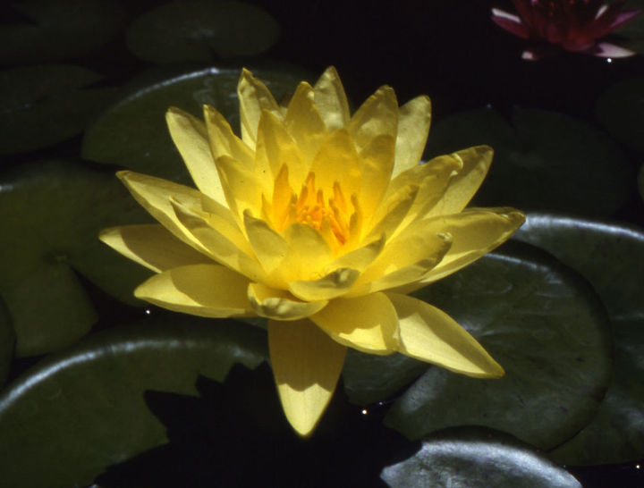 our fave five aquatic plants for the pond, flowers, gardening, outdoor living, Joey Tomocik is a great performing waterlily with up to 6 blooms on one plant