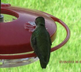 hummingbirds, outdoor living, pets animals