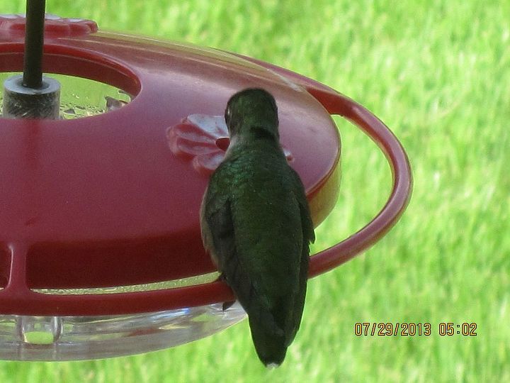 hummingbirds, outdoor living, pets animals