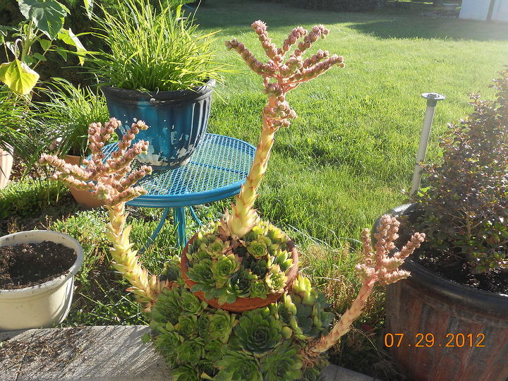 century plant check this baby out, gardening, My cactus hens and chicks one post said it looks like chicken hands and I agree