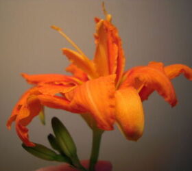 nombre de esta flor naranja oscuro, Foto de los brotes tambi n Esta foto es bajo una luz floraci n no esta luz naranja Es un naranja oscuro