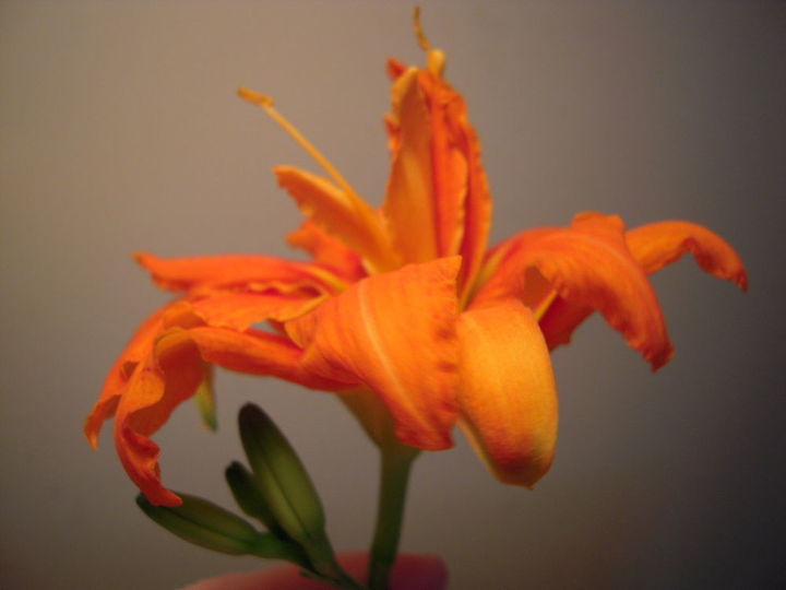 nome desta flor laranja escura, Foto dos ensaios tamb m Esta foto est sob uma luz laranja florescendo n o esta luz um laranja escuro