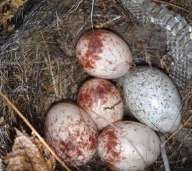 anyone know what kind of bird eggs these are, pets animals, Pic 1