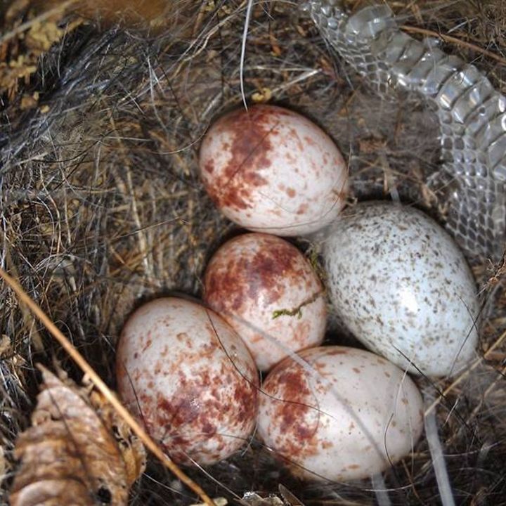 anyone know what kind of bird eggs these are, pets animals, Pic 1