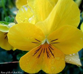mid april spring in full swing, flowers, gardening, hydrangea, Tiny yellow violas