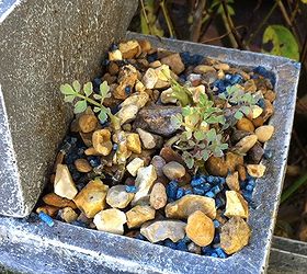putting aquatic plants in a water fountain planter, gardening, ponds water features