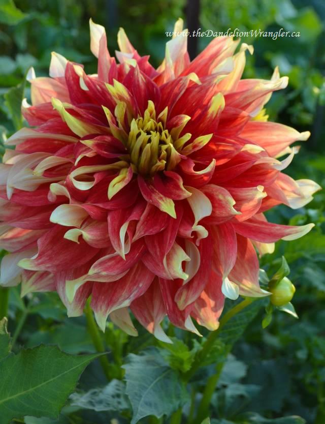 the summer of dahlias, gardening, I shall name you fireball Right right