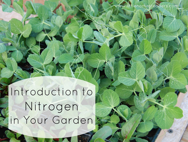 introduction to nitrogen in your garden, gardening, homesteading