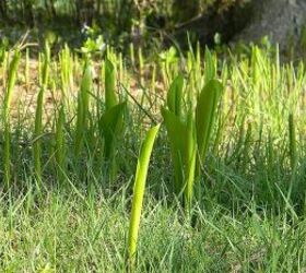 what is blooming at my house today april 24 2013, gardening, lily of the valley beginning to unfurl