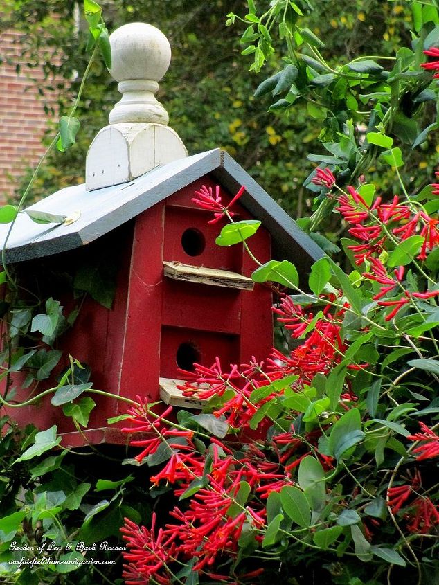 may garden birdhouses amp flowers, flowers, gardening, Birdhouse with Lonicera vine