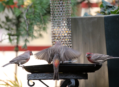 part 4 back story of tllg s rain or shine feeders, outdoor living, pets animals, A house finch tries to make peace center between two other finches having a heated discussion INFO on house finches AS WELL AS