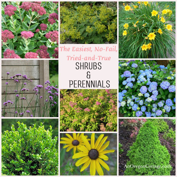 tried and true shrubs amp perennials, flowers, gardening, hydrangea, perennials, The easiest no fail tried and true shrubs perennials