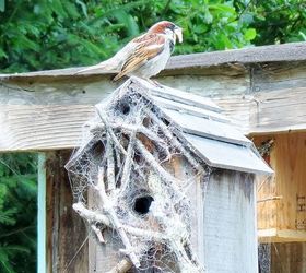 birdhouses, diy, gardening, outdoor living, pets animals, woodworking projects, Many of our birdhouses are occupied by other creatures In this case spiders