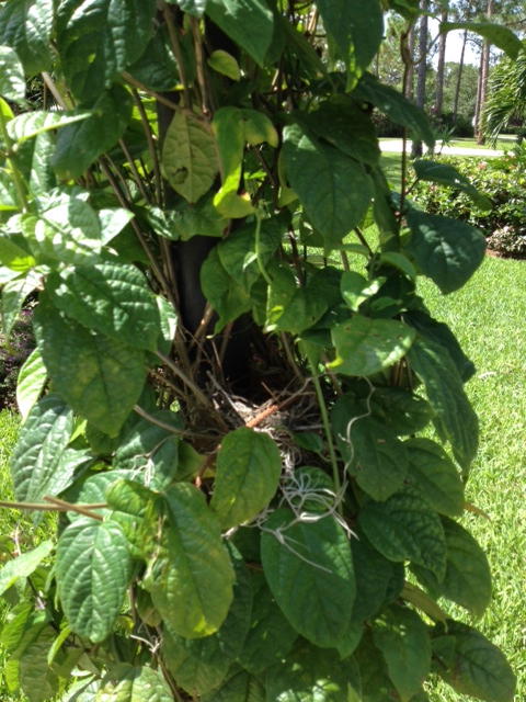mocking bird nest in my bleeding heart vine, gardening, pets animals