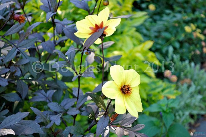 a visit to central park s conservatory garden, gardening, A beautiful dark leafed dahlia and note the vivid colors of the background foliage