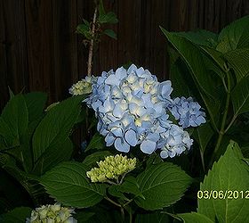 my hydrangeas, flowers, gardening, hydrangea, This one is further out in the yard Had to move it a number of years ago and once again this is the first year it s had very many blooms at all They seem to get an attitude when moved and take years to get re established