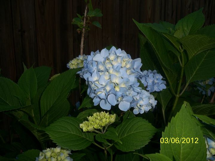 my hydrangeas, flowers, gardening, hydrangea, This one is further out in the yard Had to move it a number of years ago and once again this is the first year it s had very many blooms at all They seem to get an attitude when moved and take years to get re established