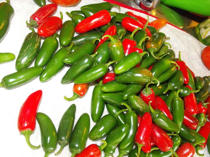 have an abundance of jalapeno and bell peppers and don t know what to do with them, gardening