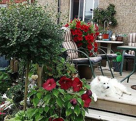 my gardens, flowers, gardening, hibiscus, dog enjoying the garden red hibiscus and red mandavilla