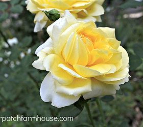 my august roses, gardening, Graham Thomas