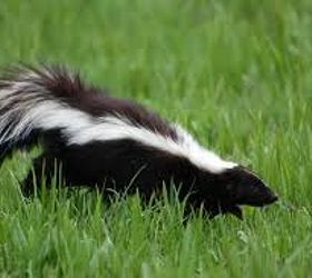 striped skunk, electrical, pets animals, Striped Skunk
