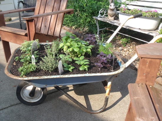 gardening in repurposed planters, gardening, repurposing upcycling, My herb garden planted in a wheelbarrow