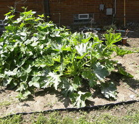 veggie garden as of june 25th, gardening, Squah and cukes getting closer