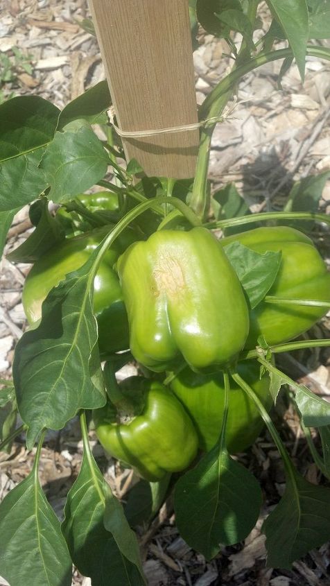 q tomato and pepper question, gardening, I hope you can see the soft spot on the peppers