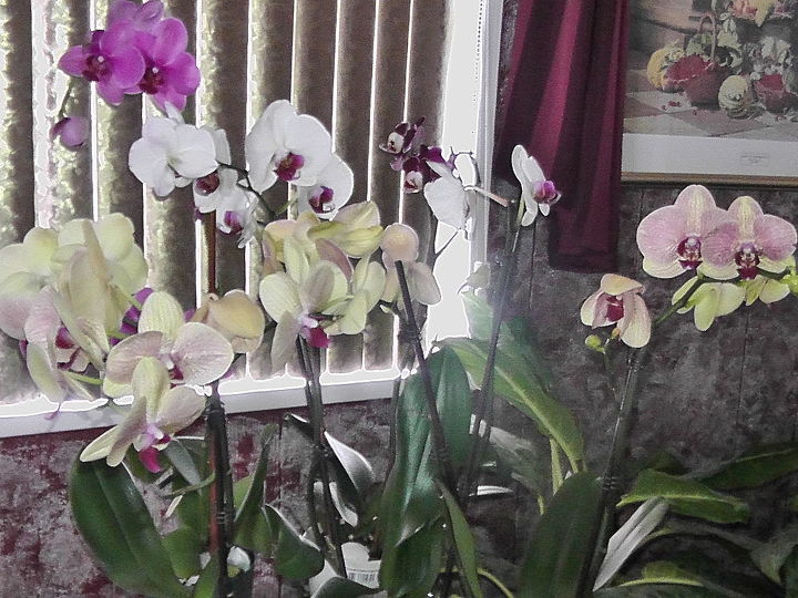 i d like to share my collections, flowers, gardening, Phal orchids