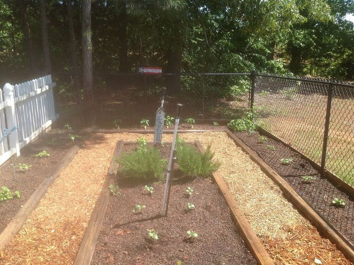 my vegetable garden 2013 edition, gardening, Cukes up from and Banana Peppers in the center back by the garden sign
