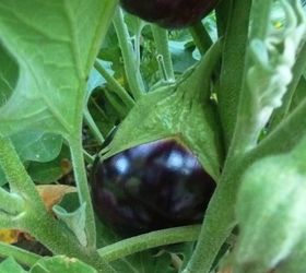 veggies, gardening, more eggplant