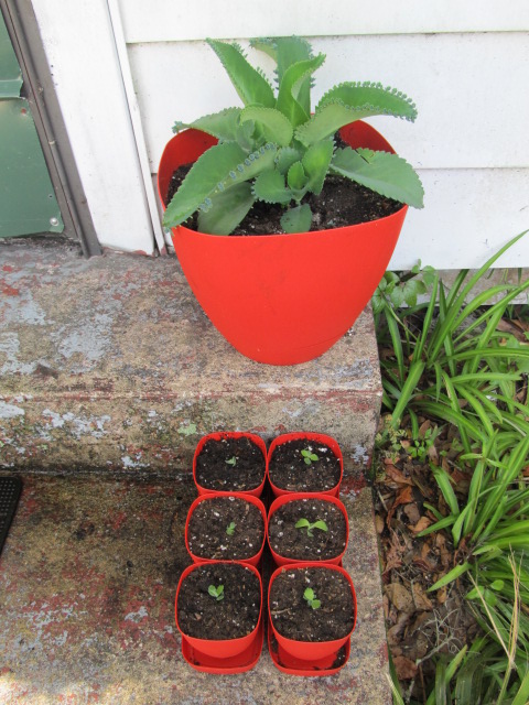 que tipo de planta essa, Aqui est uma foto da planta m e e alguns dos 39 beb s 39 e eu comecei em seus pr prios vasos