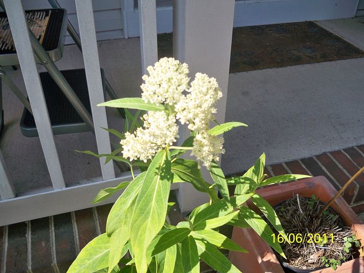 can someone identify this plant for me, flowers, gardening, 2 Then little white buds appear in clusters