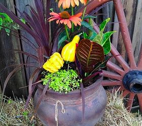 using gourds in your fall planters, gardening, seasonal holiday decor, I designed this gorgeous combo with Croton and Echinacea
