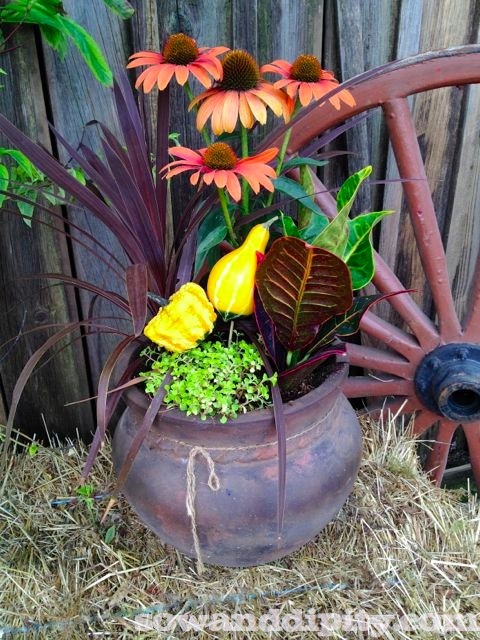 como usar abboras em seus vasos de outono, Desenhei esta magn fica combina o com Croton e Echinacea