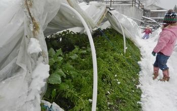 Growing Vegetables in Winter: The Basics
