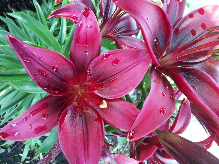 parte 2 del lbum flores sin cuidados y showstoppers, Red Lilie s my m s elogiado es el color profundo