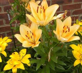 garden blooms june zone 6, container gardening, flowers, gardening, hibiscus, hydrangea, outdoor living, Asiatic Lilies May June